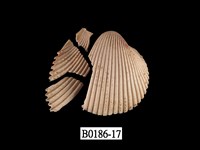 藏品(多刺鳥尾蛤)的圖片